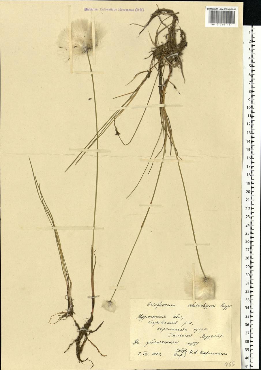 Eriophorum scheuchzeri Hoppe, Eastern Europe, Northern region (E1) (Russia)