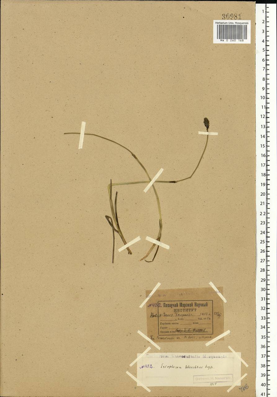 Eriophorum scheuchzeri Hoppe, Eastern Europe, Northern region (E1) (Russia)