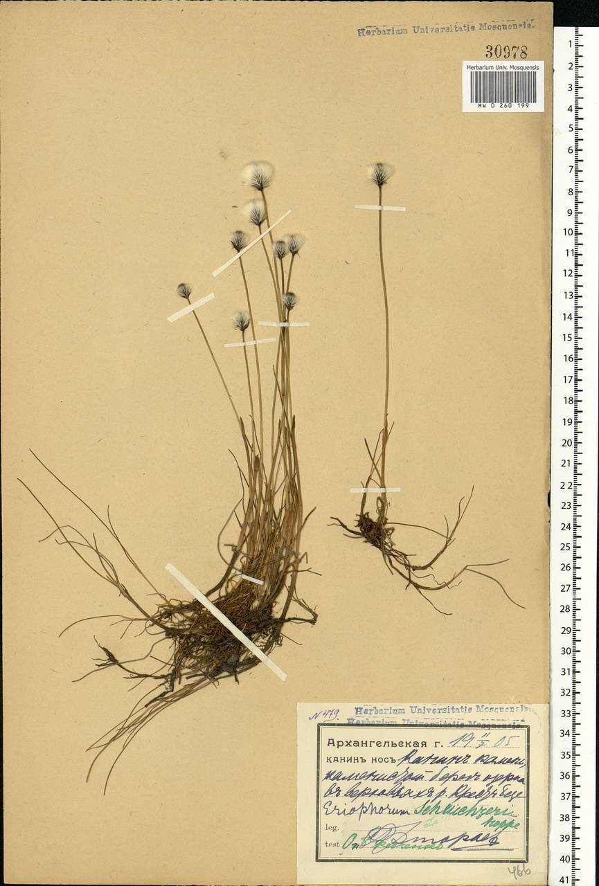 Eriophorum scheuchzeri Hoppe, Eastern Europe, Northern region (E1) (Russia)