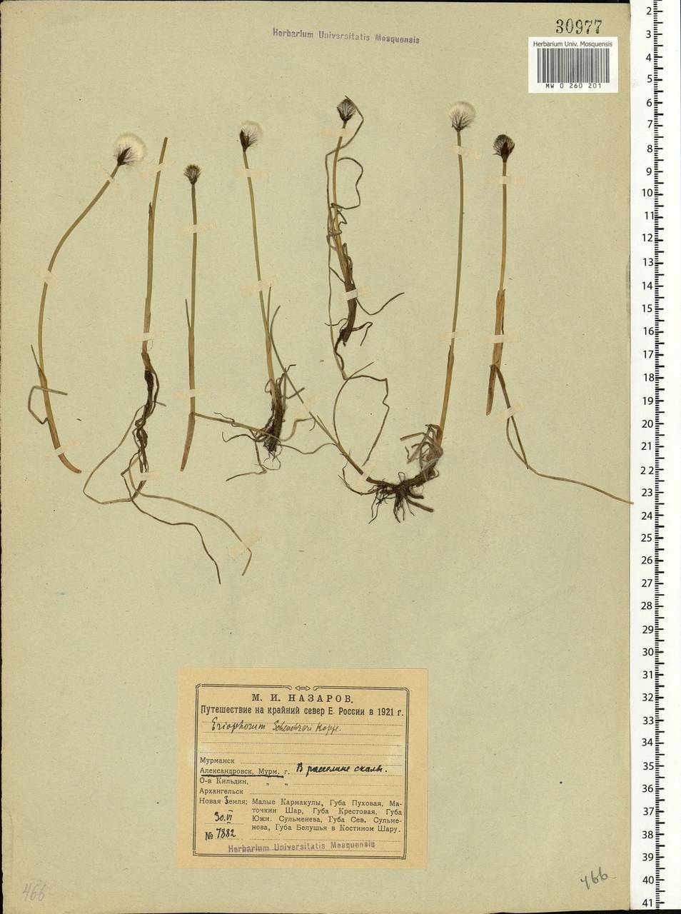 Eriophorum scheuchzeri Hoppe, Eastern Europe, Northern region (E1) (Russia)