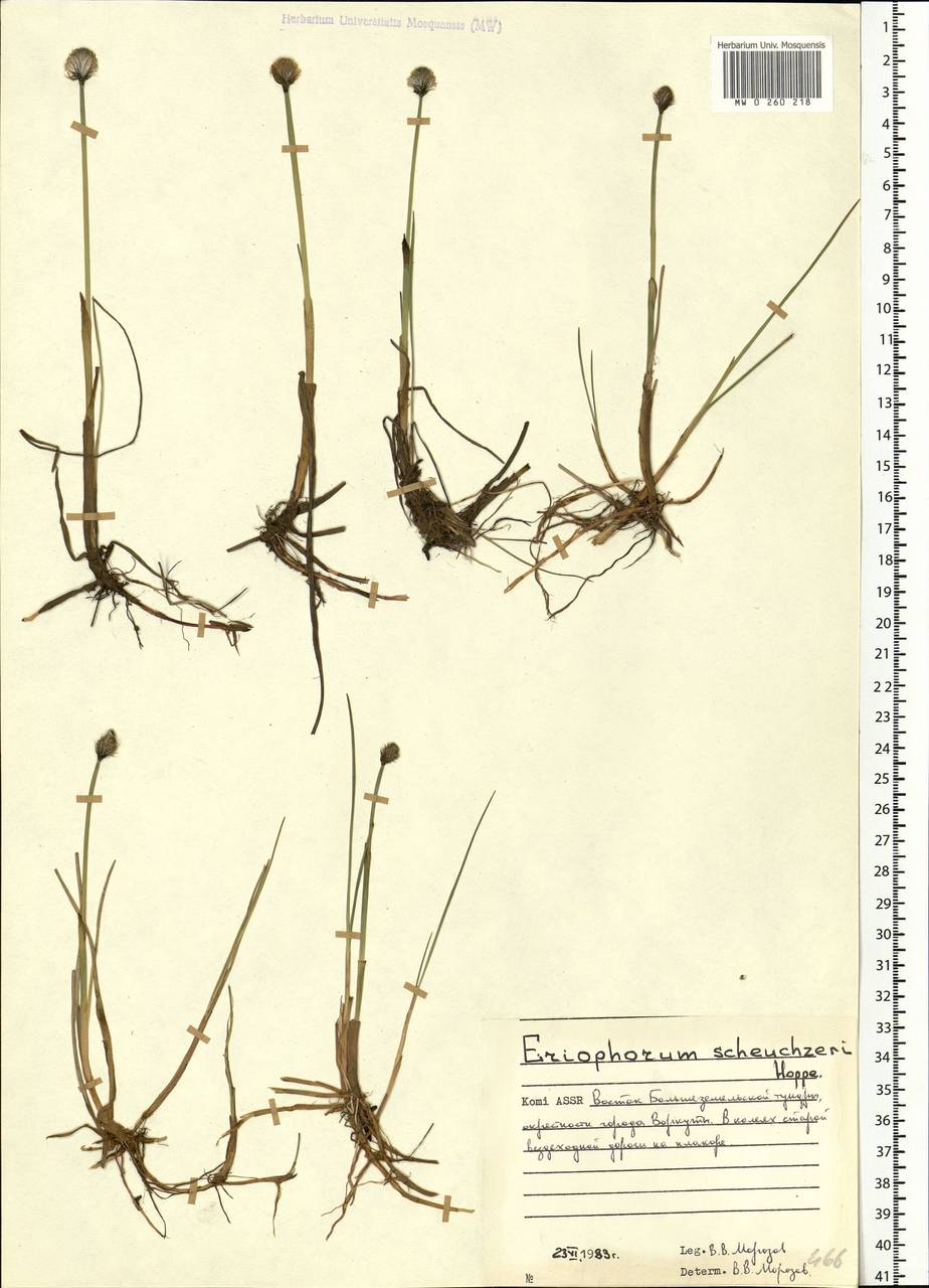 Eriophorum scheuchzeri Hoppe, Eastern Europe, Northern region (E1) (Russia)