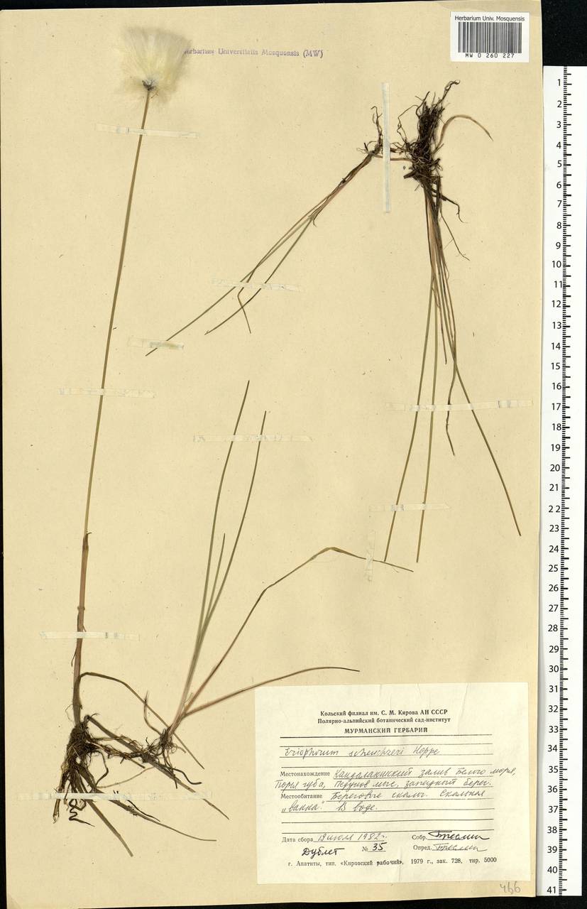 Eriophorum scheuchzeri Hoppe, Eastern Europe, Northern region (E1) (Russia)