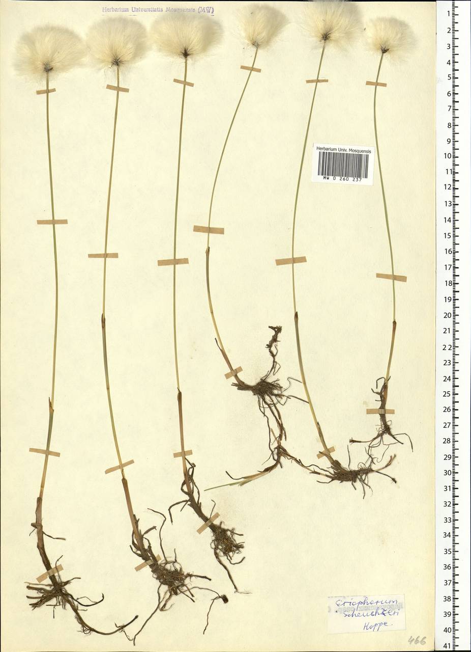 Eriophorum scheuchzeri Hoppe, Eastern Europe, Northern region (E1) (Russia)