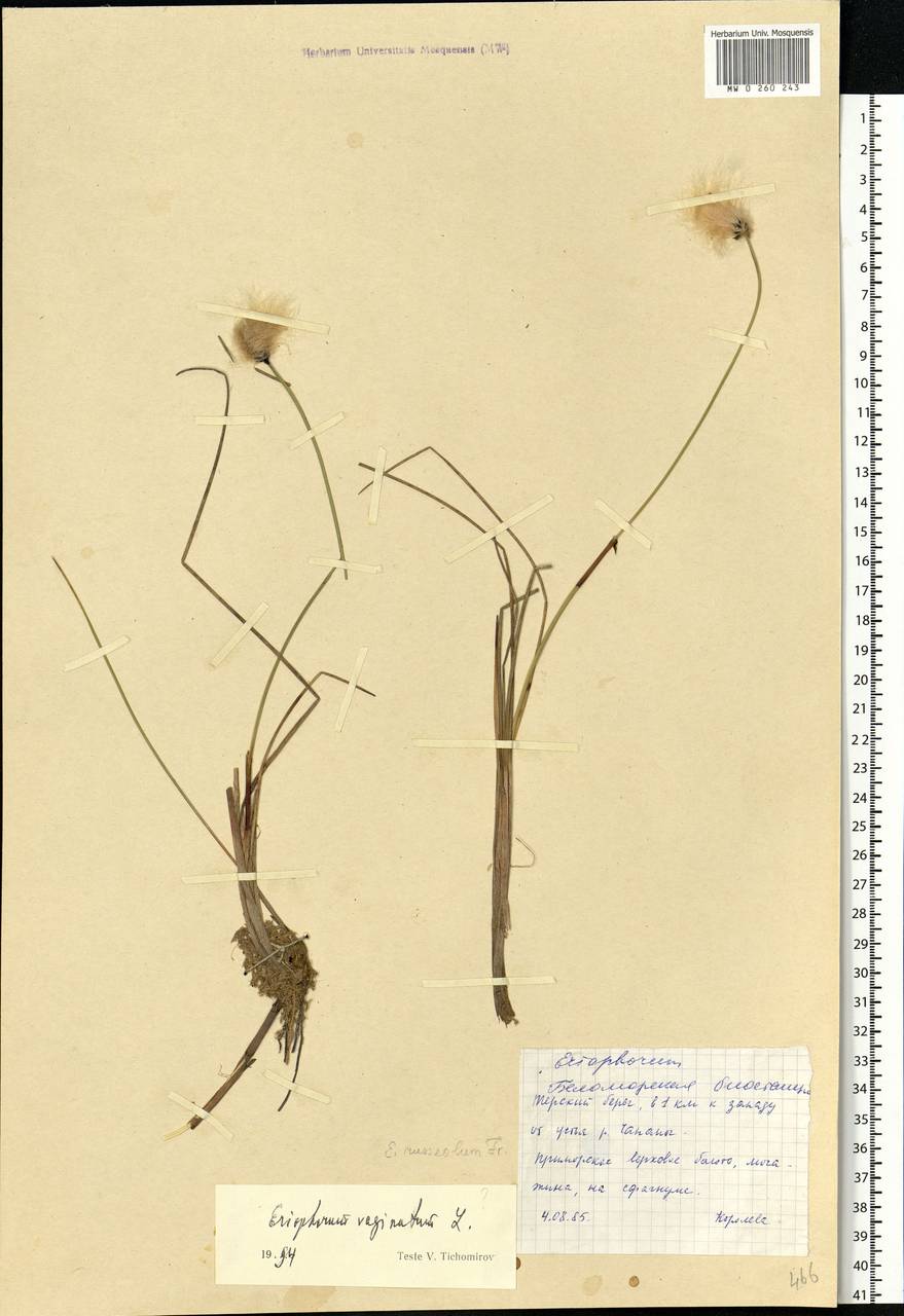 Eriophorum vaginatum L., Eastern Europe, Northern region (E1) (Russia)