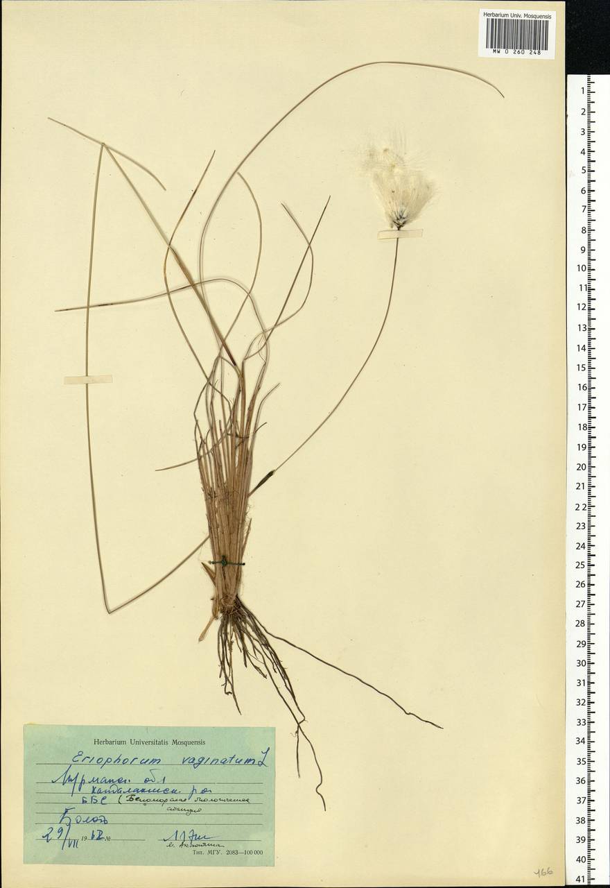 Eriophorum vaginatum L., Eastern Europe, Northern region (E1) (Russia)