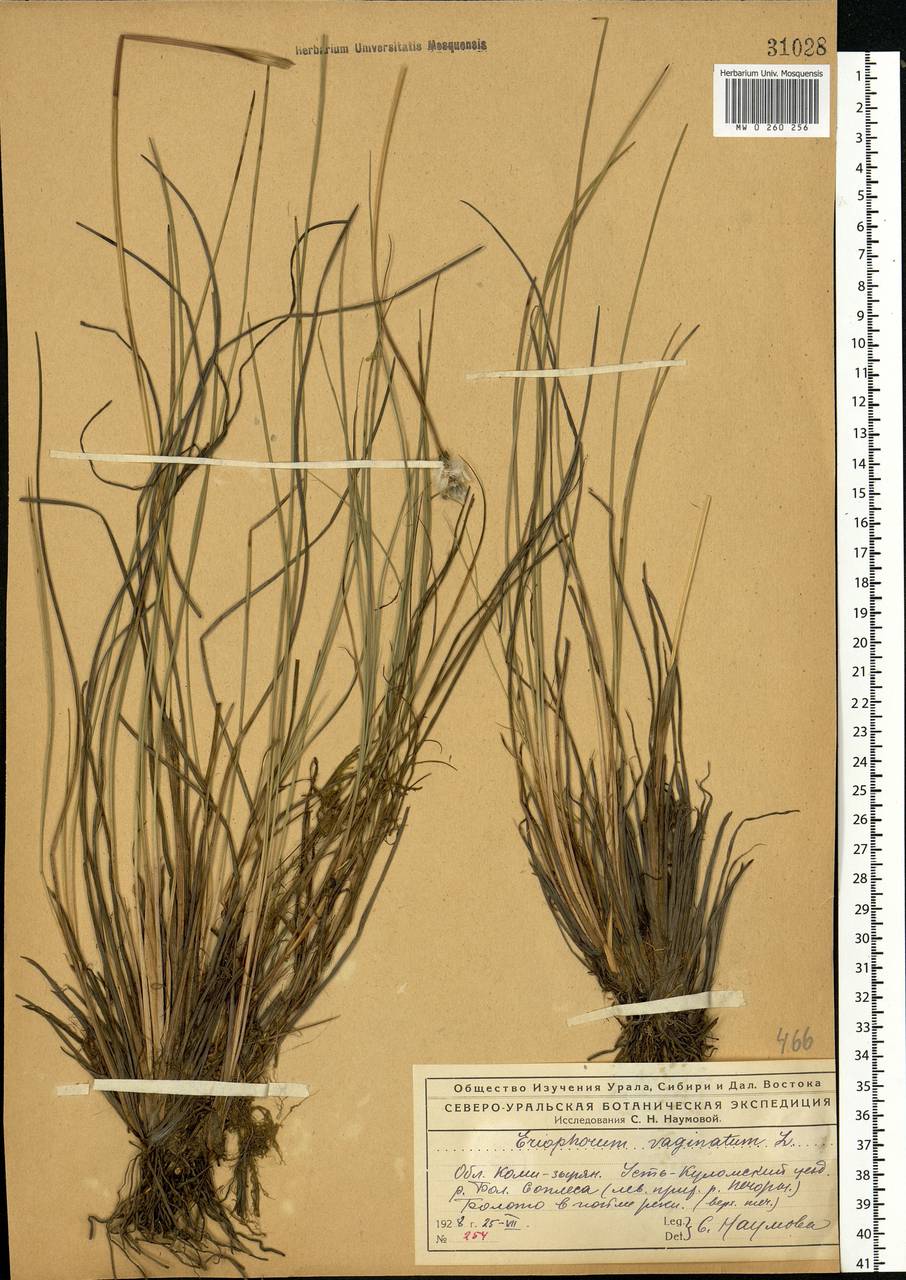 Eriophorum vaginatum L., Eastern Europe, Northern region (E1) (Russia)