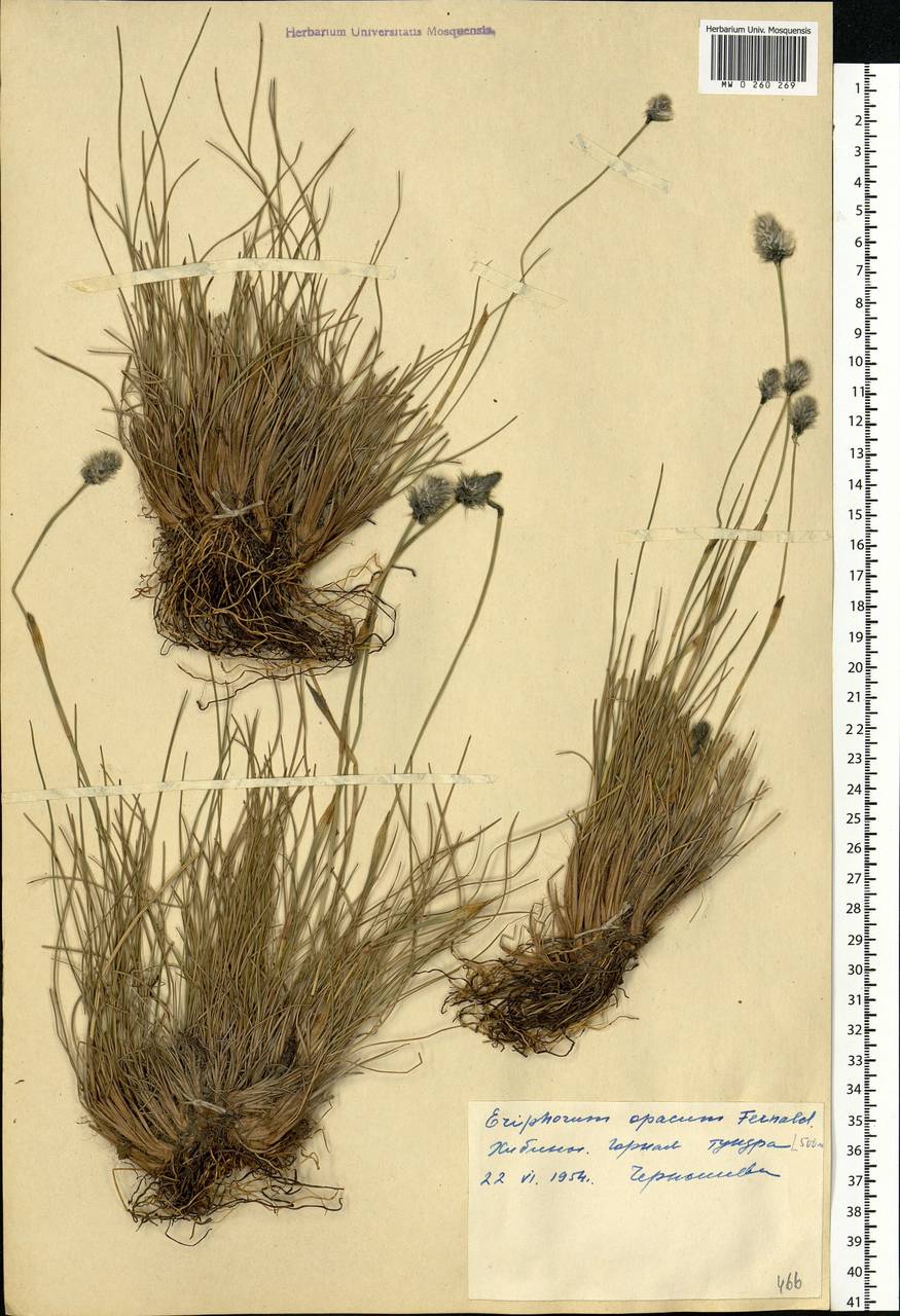 Eriophorum vaginatum L., Eastern Europe, Northern region (E1) (Russia)