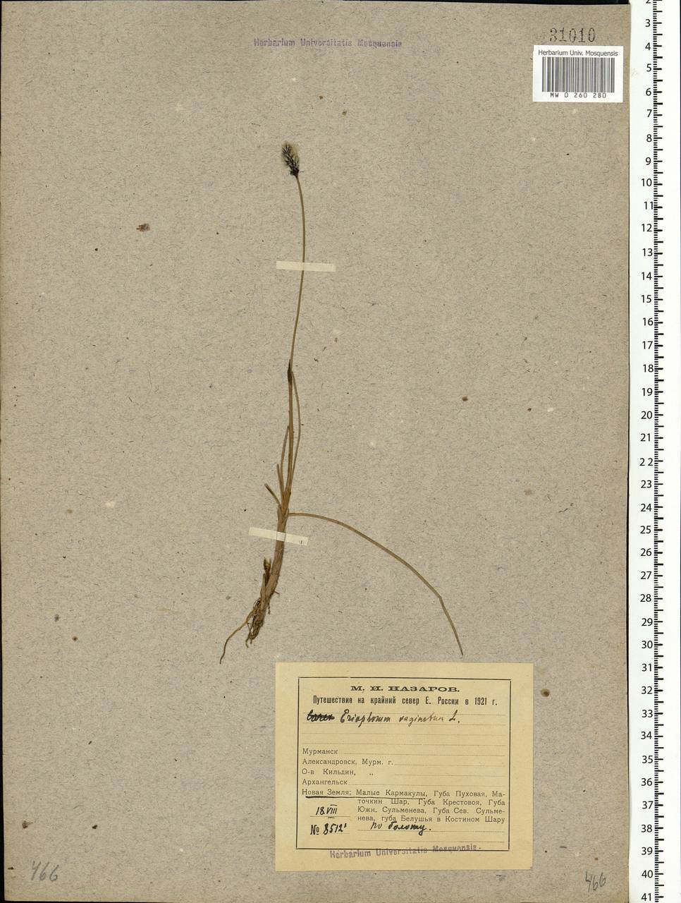 Eriophorum vaginatum L., Eastern Europe, Northern region (E1) (Russia)