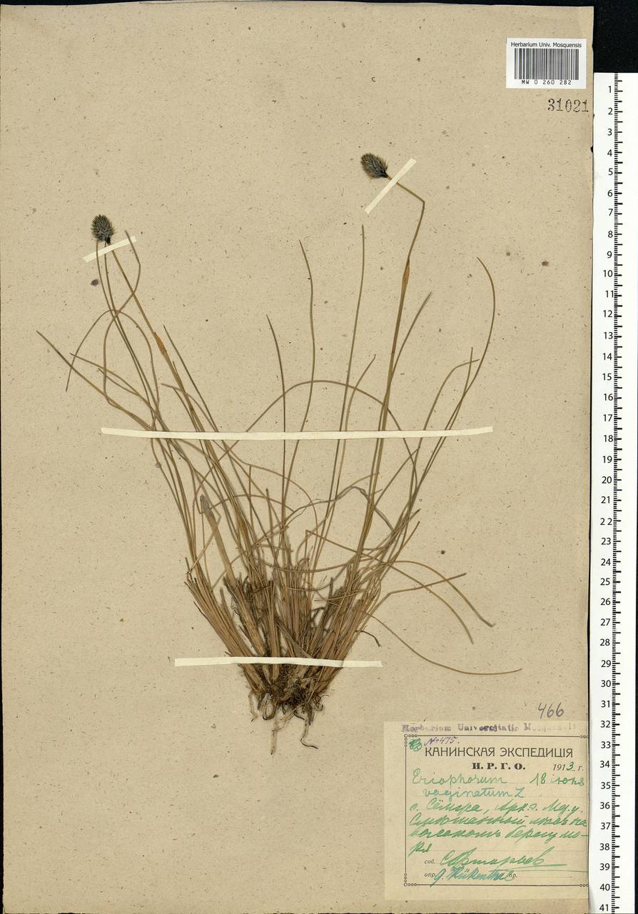 Eriophorum vaginatum L., Eastern Europe, Northern region (E1) (Russia)