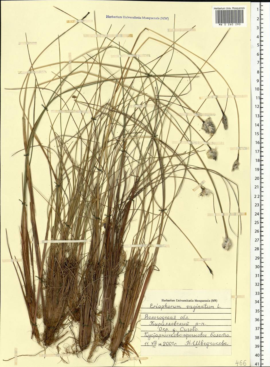 Eriophorum vaginatum L., Eastern Europe, Northern region (E1) (Russia)