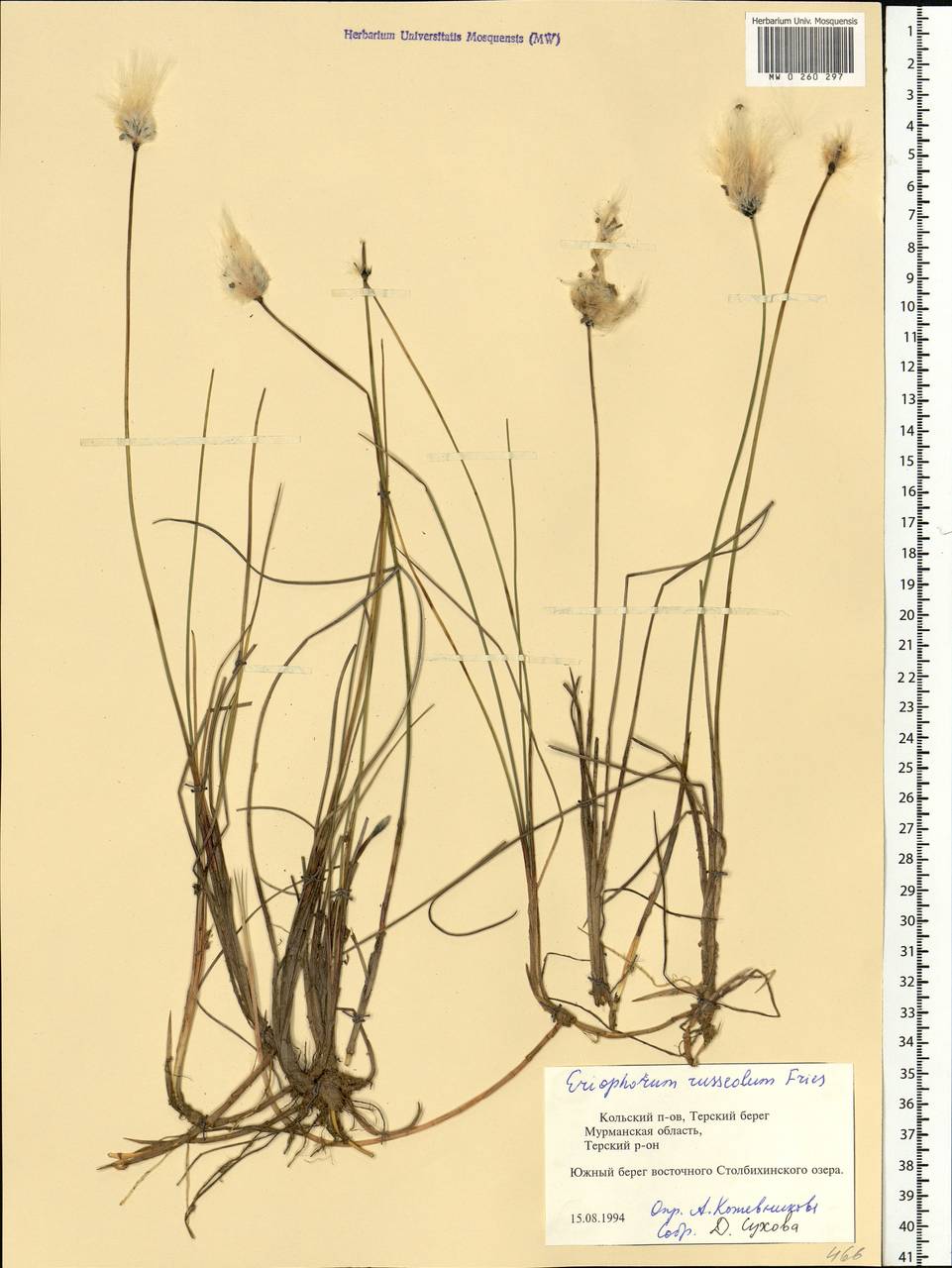 Eriophorum vaginatum L., Eastern Europe, Northern region (E1) (Russia)