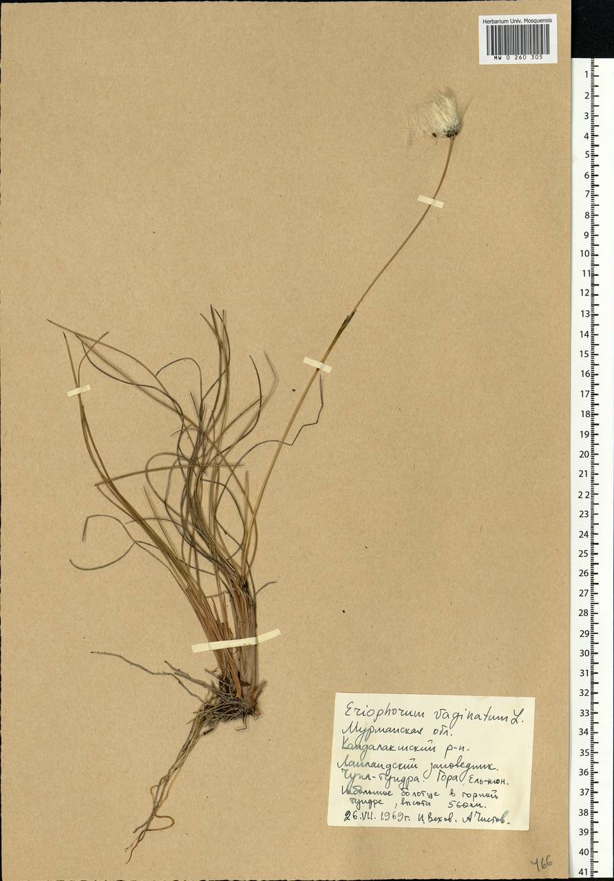 Eriophorum vaginatum L., Eastern Europe, Northern region (E1) (Russia)