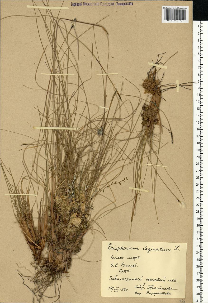 Eriophorum vaginatum L., Eastern Europe, Northern region (E1) (Russia)