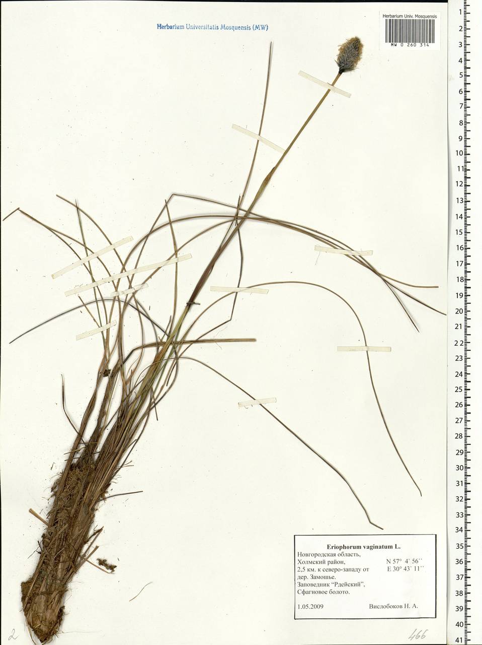 Eriophorum vaginatum L., Eastern Europe, North-Western region (E2) (Russia)