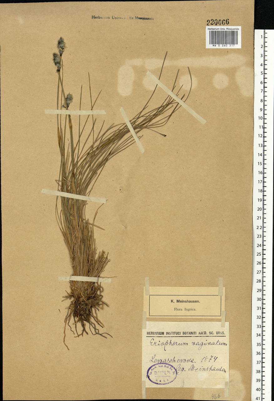 Eriophorum vaginatum L., Eastern Europe, North-Western region (E2) (Russia)