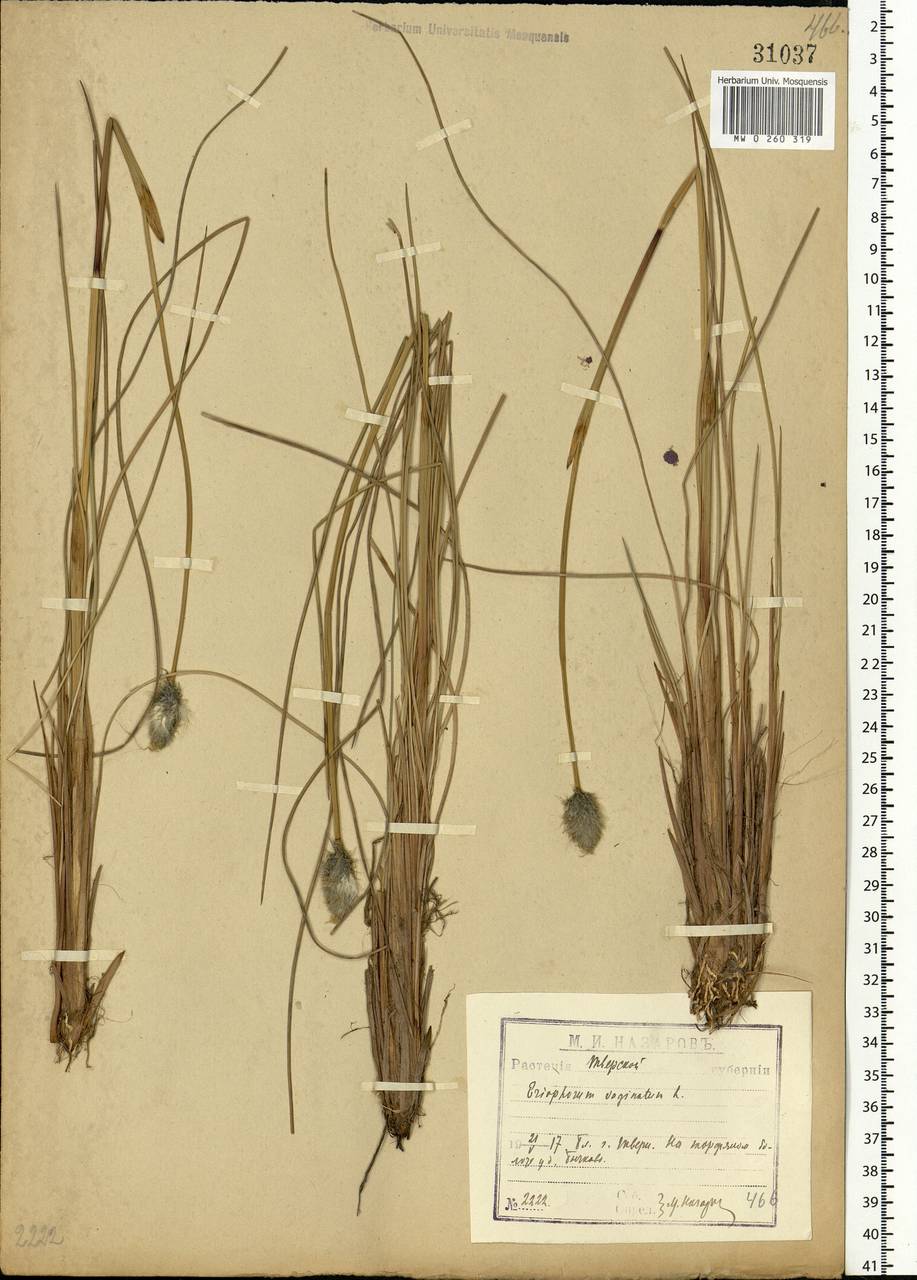 Eriophorum vaginatum L., Eastern Europe, North-Western region (E2) (Russia)