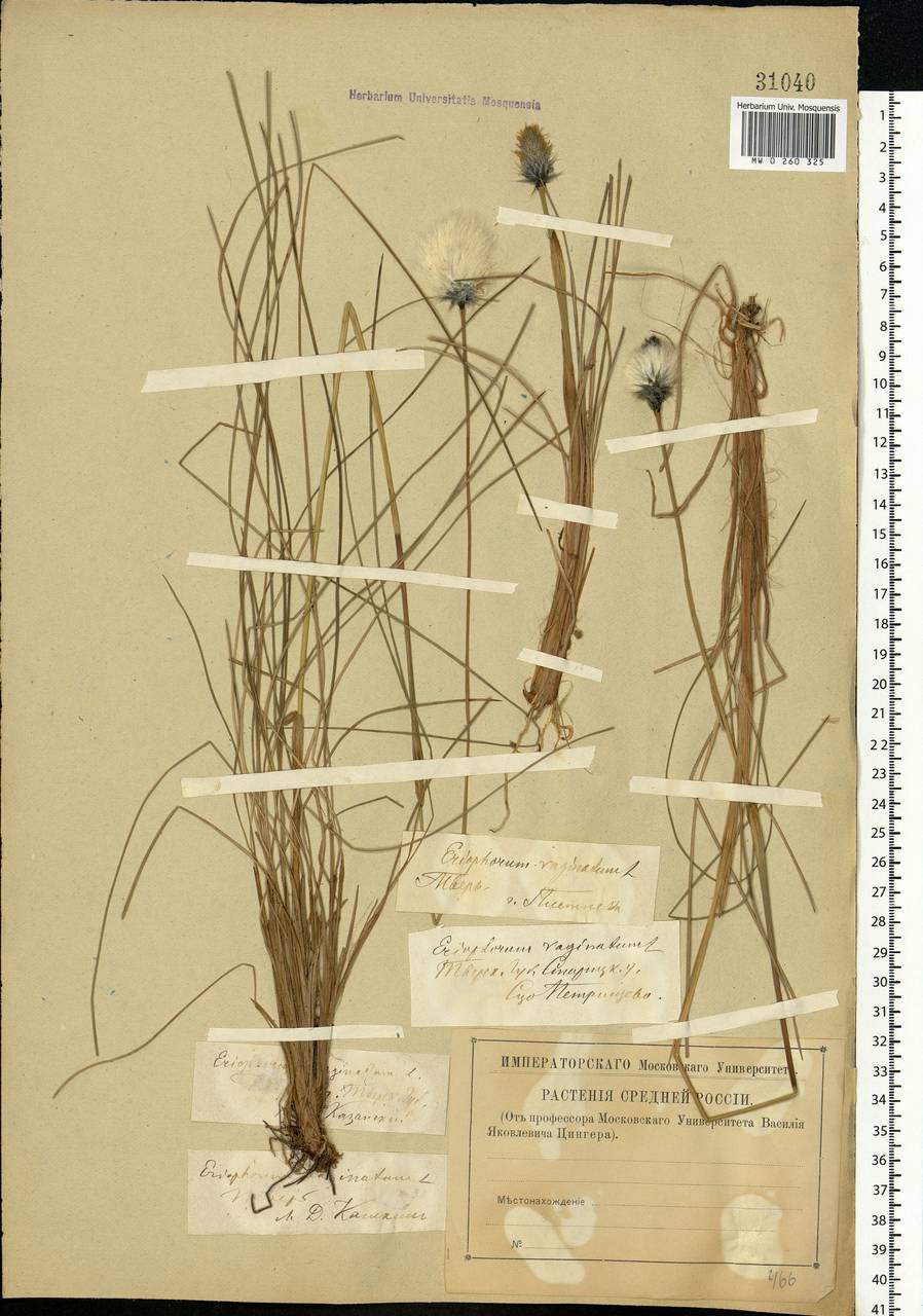 Eriophorum vaginatum L., Eastern Europe, North-Western region (E2) (Russia)