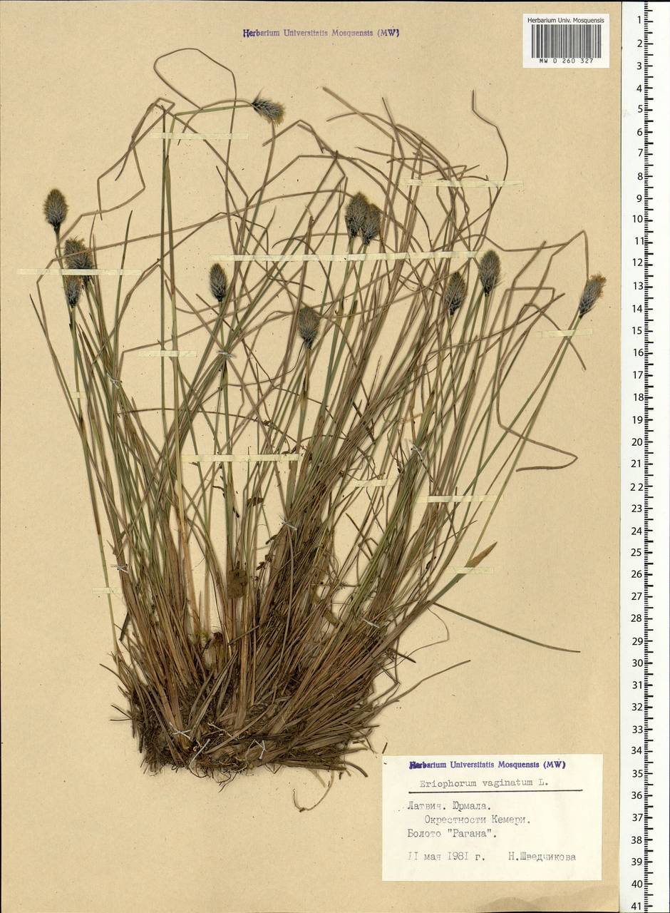 Eriophorum vaginatum L., Eastern Europe, Latvia (E2b) (Latvia)