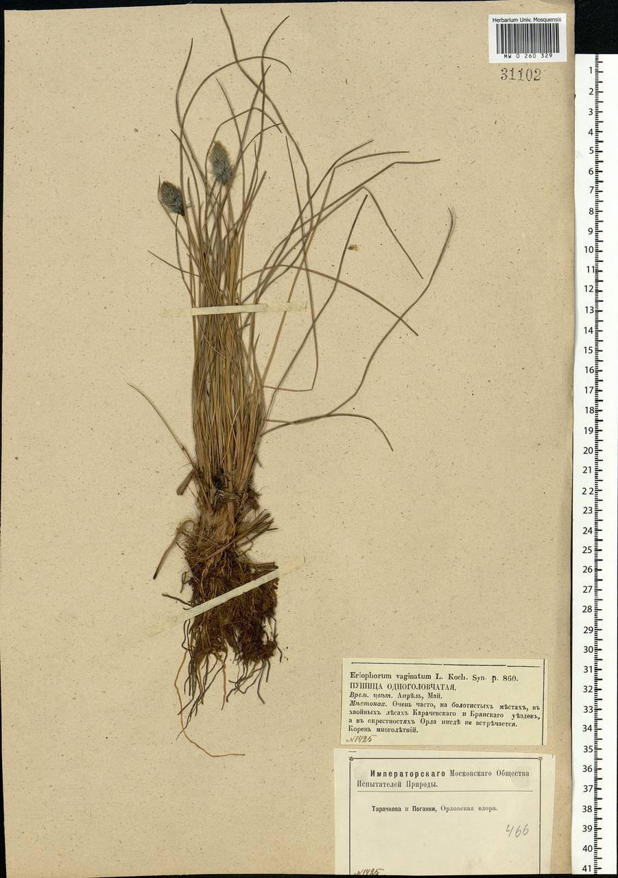 Eriophorum vaginatum L., Eastern Europe, Western region (E3) (Russia)