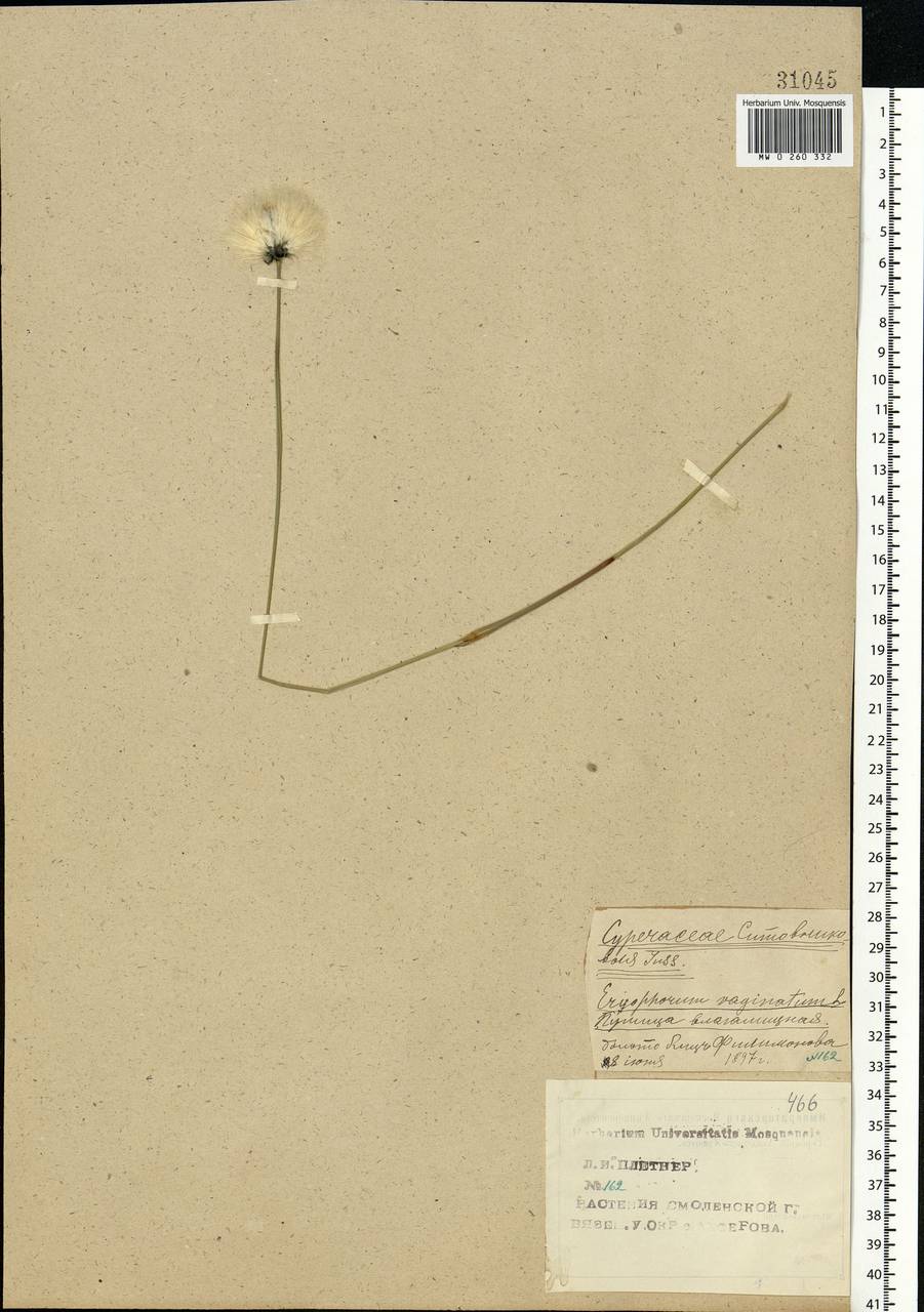 Eriophorum vaginatum L., Eastern Europe, Western region (E3) (Russia)
