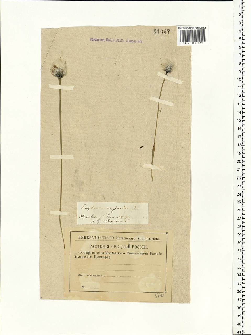 Eriophorum vaginatum L., Eastern Europe, Central region (E4) (Russia)