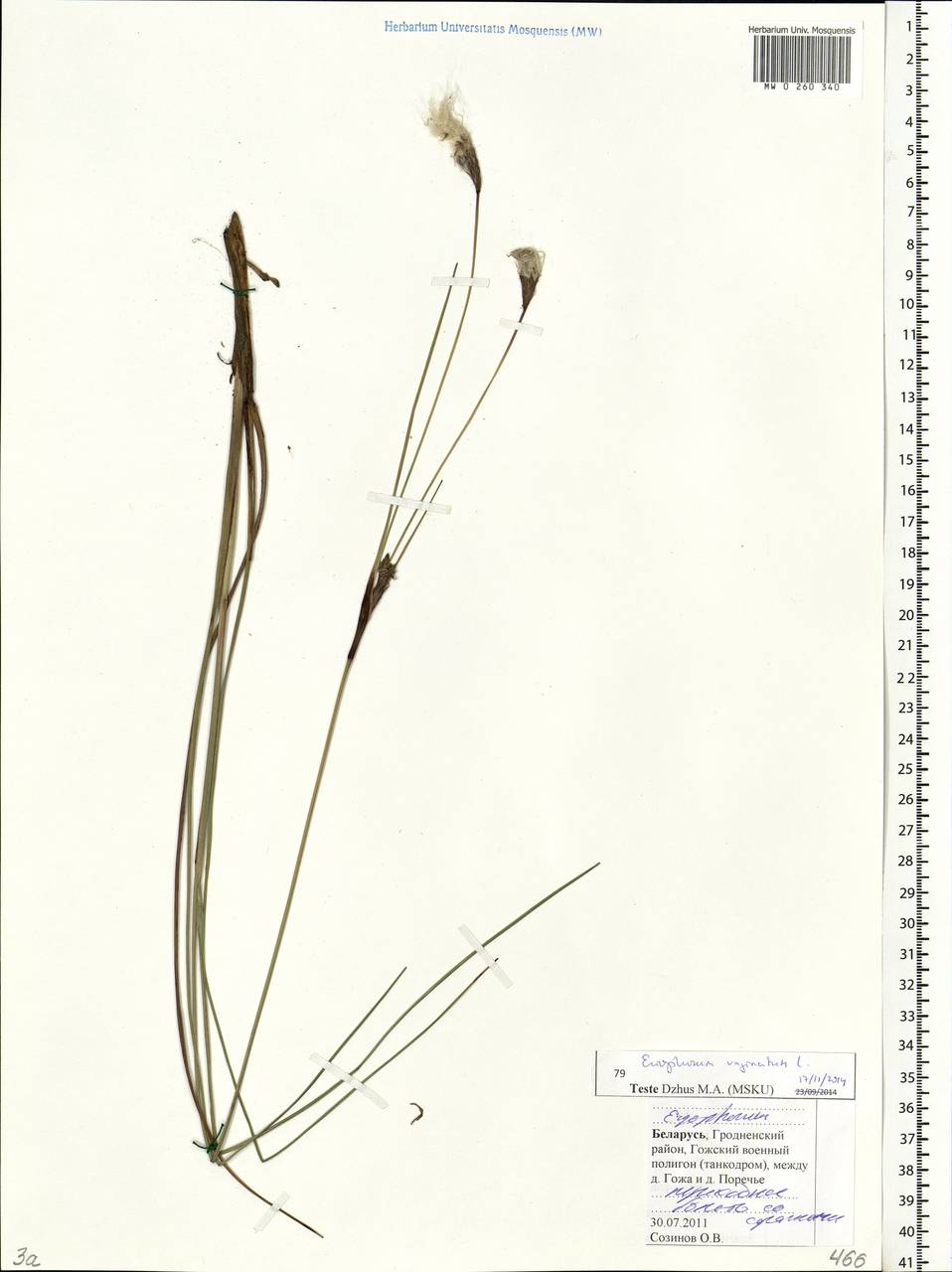 Eriophorum vaginatum L., Eastern Europe, Belarus (E3a) (Belarus)