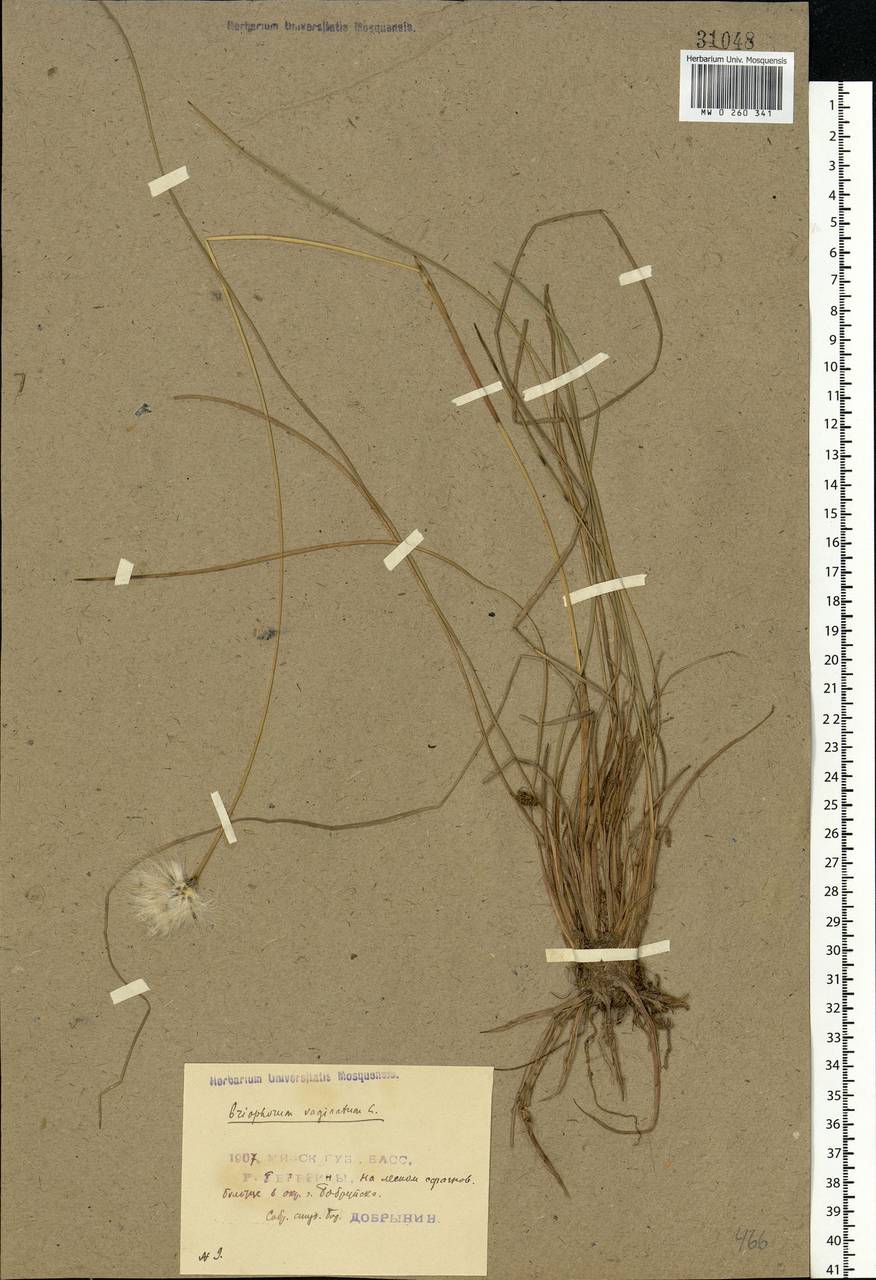 Eriophorum vaginatum L., Eastern Europe, Belarus (E3a) (Belarus)