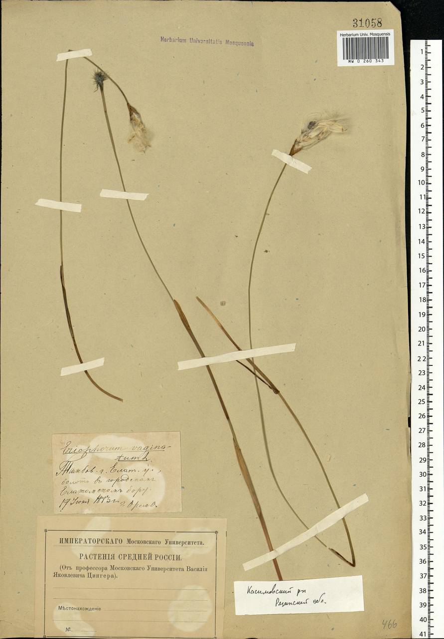 Eriophorum vaginatum L., Eastern Europe, Central region (E4) (Russia)