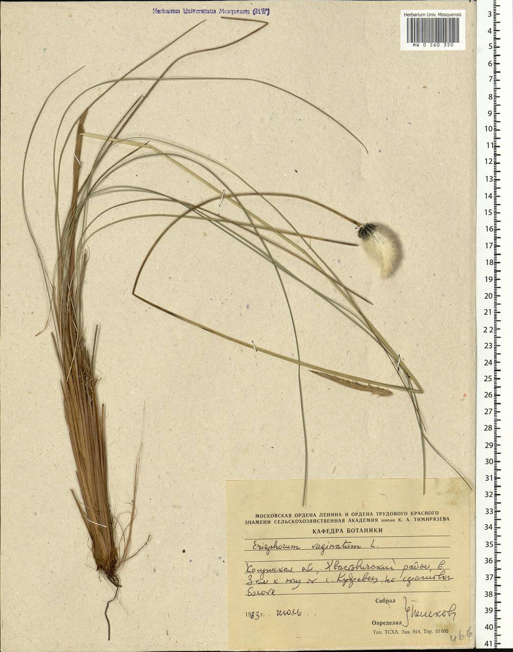 Eriophorum vaginatum L., Eastern Europe, Central region (E4) (Russia)