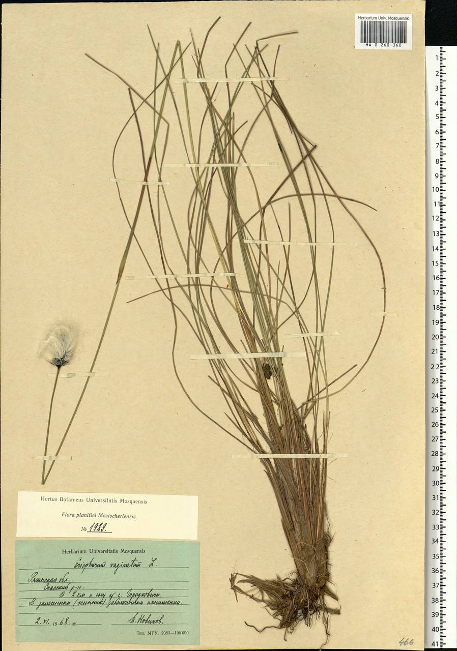 Eriophorum vaginatum L., Eastern Europe, Central region (E4) (Russia)