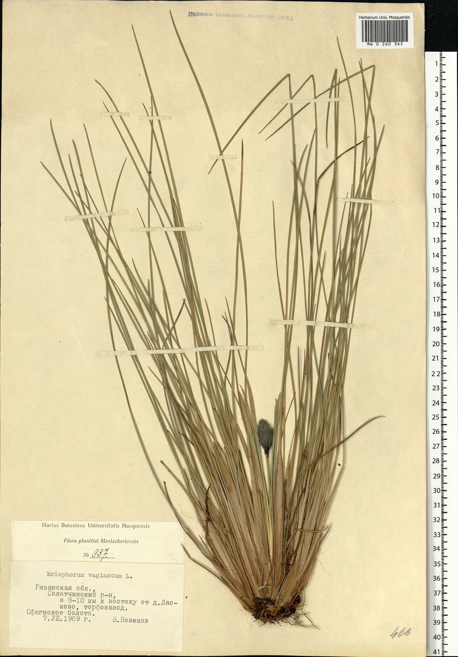 Eriophorum vaginatum L., Eastern Europe, Central region (E4) (Russia)