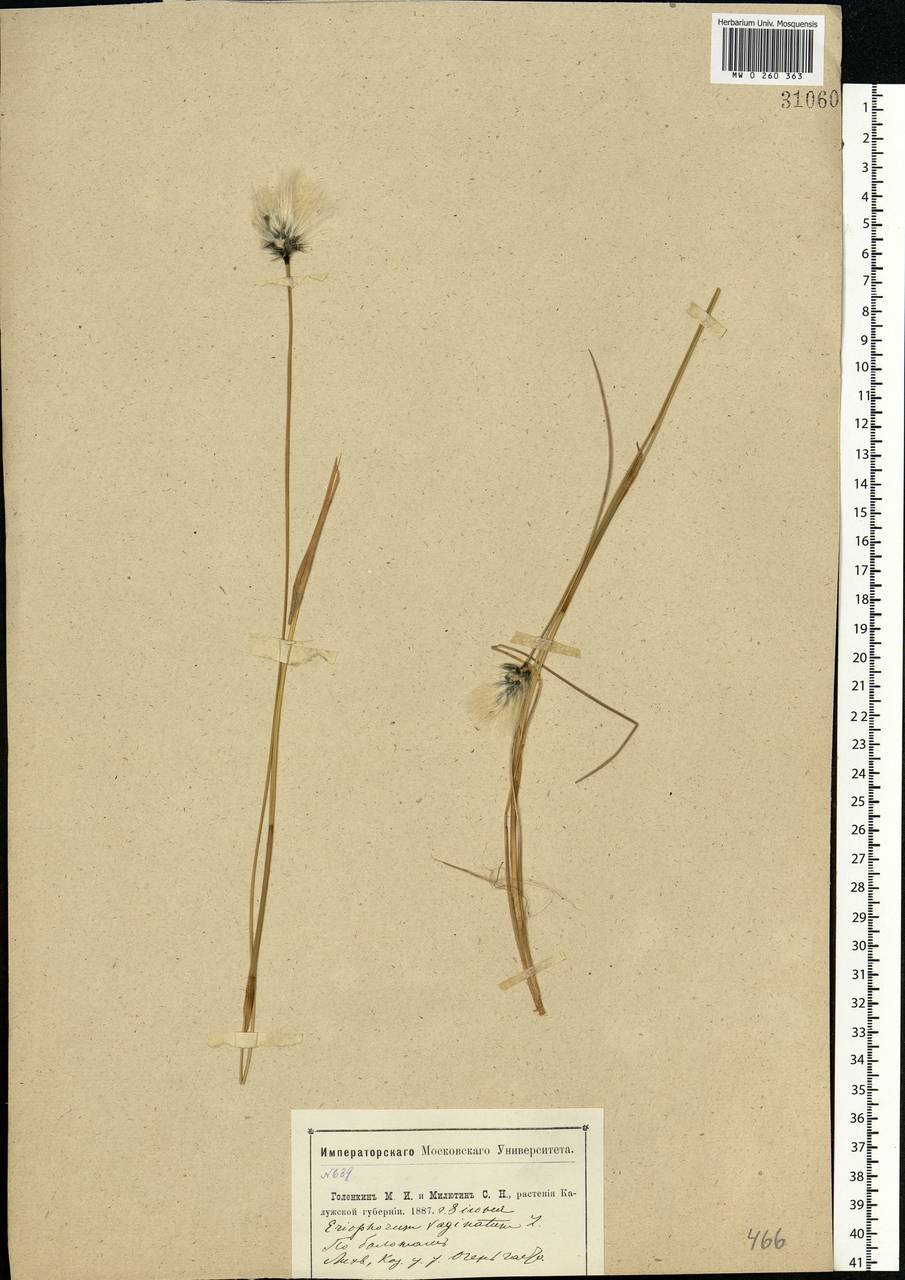 Eriophorum vaginatum L., Eastern Europe, Central region (E4) (Russia)