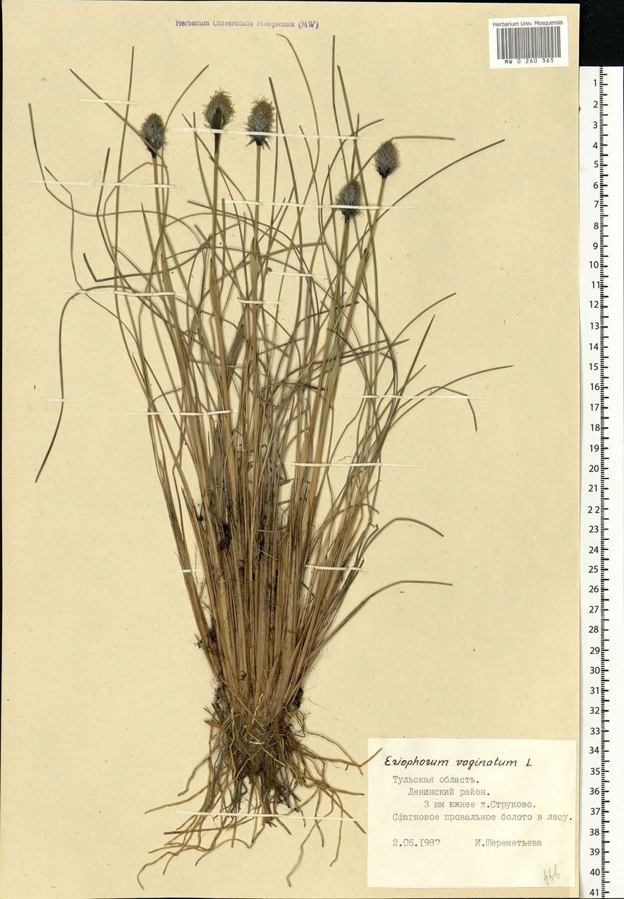 Eriophorum vaginatum L., Eastern Europe, Central region (E4) (Russia)
