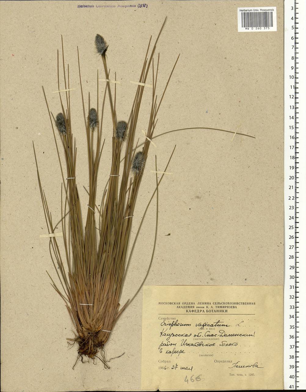 Eriophorum vaginatum L., Eastern Europe, Central region (E4) (Russia)