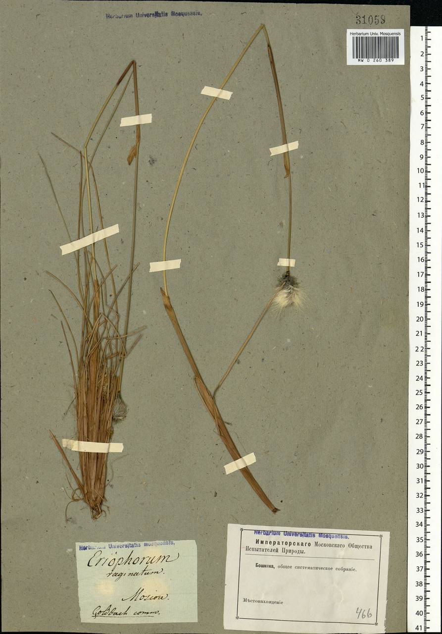 Eriophorum vaginatum L., Eastern Europe, Moscow region (E4a) (Russia)