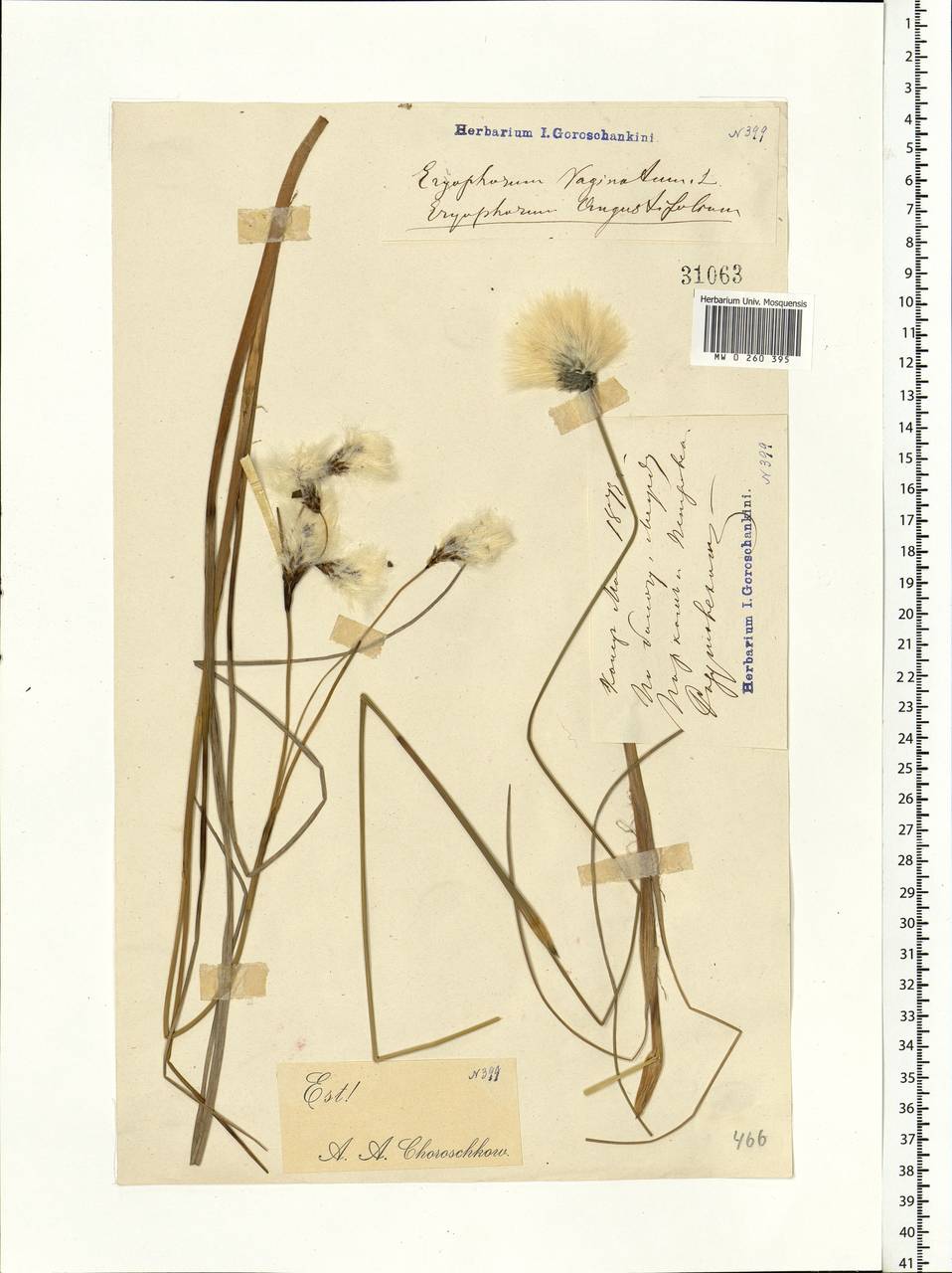 Eriophorum vaginatum L., Eastern Europe, Moscow region (E4a) (Russia)