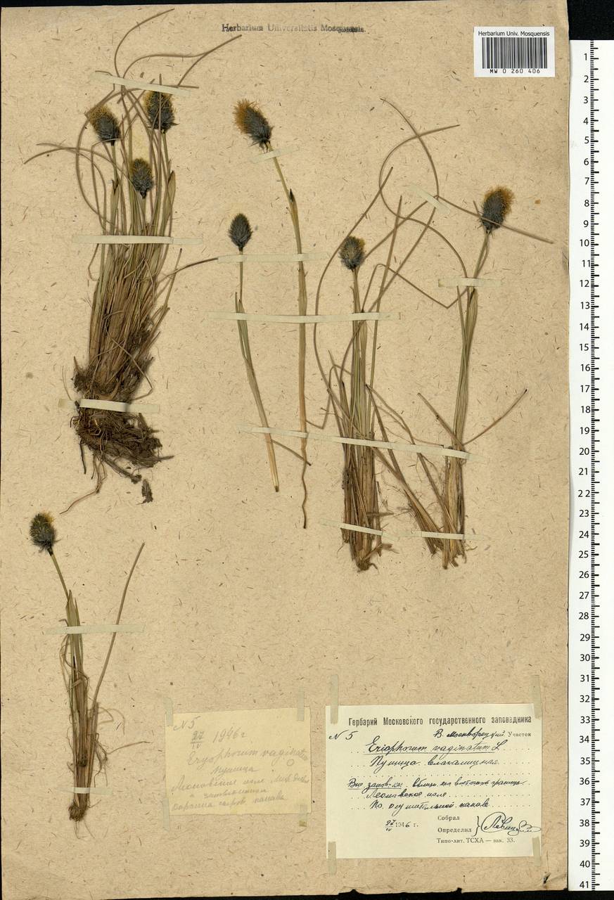 Eriophorum vaginatum L., Eastern Europe, Moscow region (E4a) (Russia)