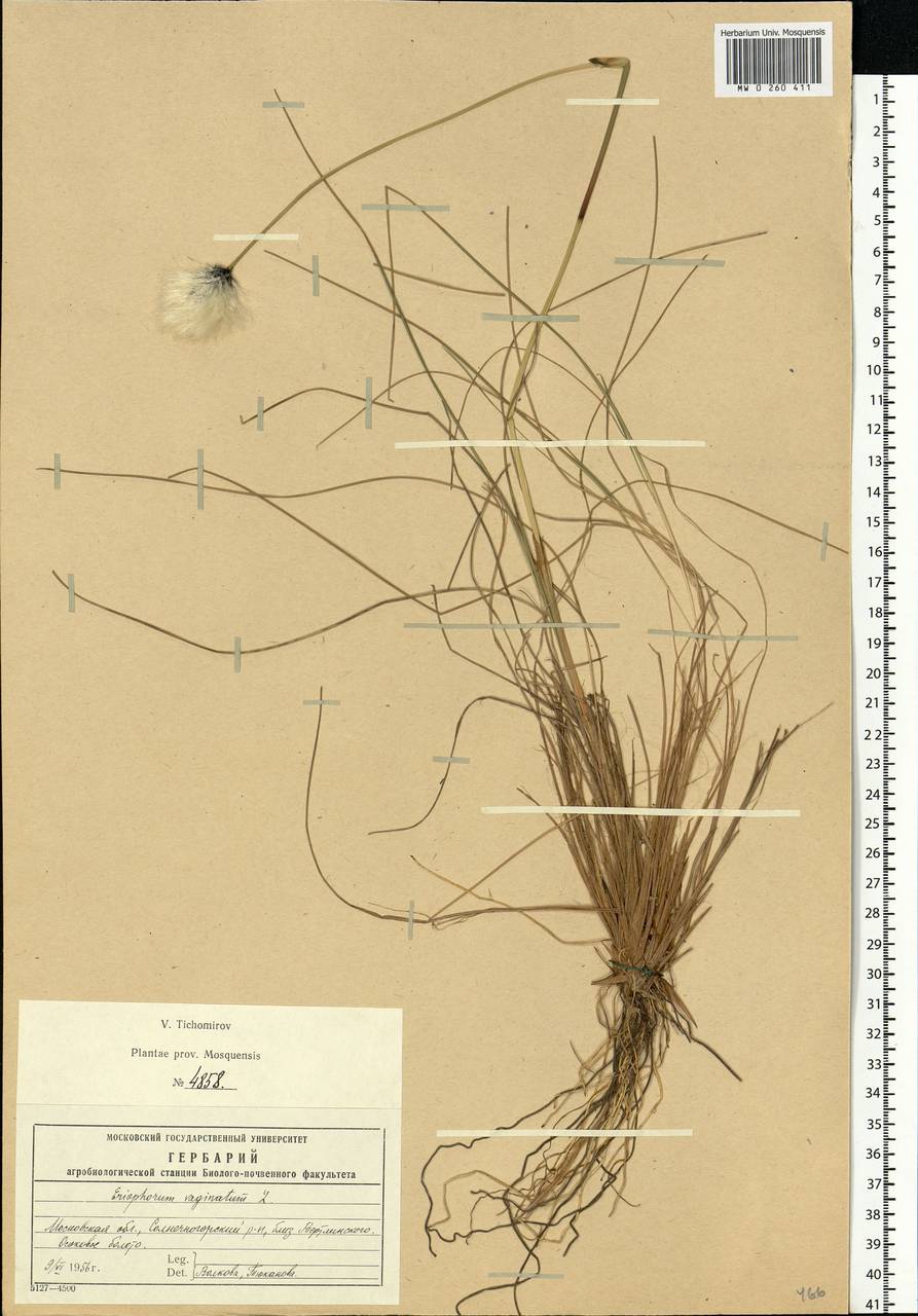 Eriophorum vaginatum L., Eastern Europe, Moscow region (E4a) (Russia)