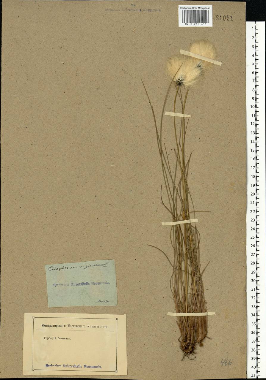 Eriophorum vaginatum L., Eastern Europe, Moscow region (E4a) (Russia)