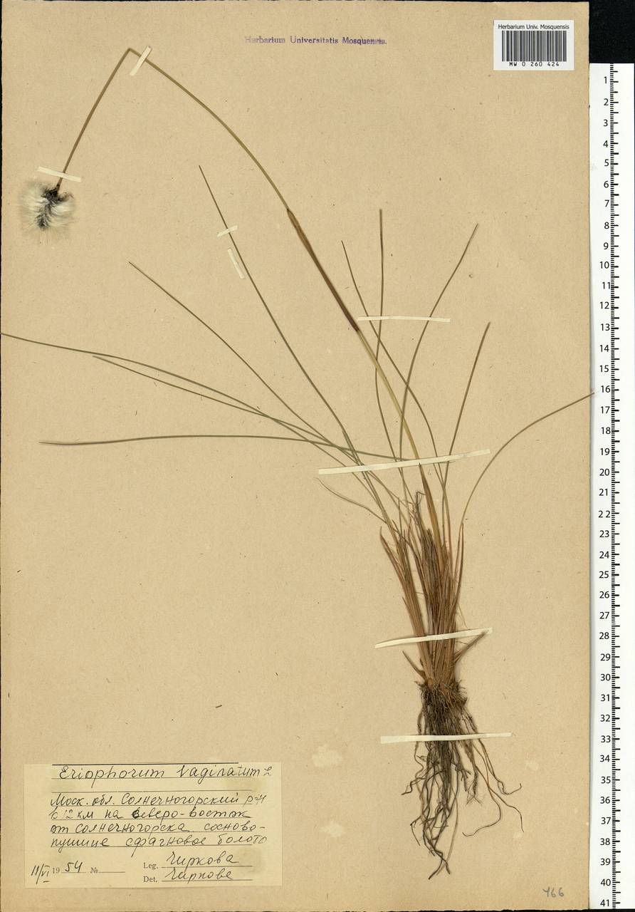 Eriophorum vaginatum L., Eastern Europe, Moscow region (E4a) (Russia)