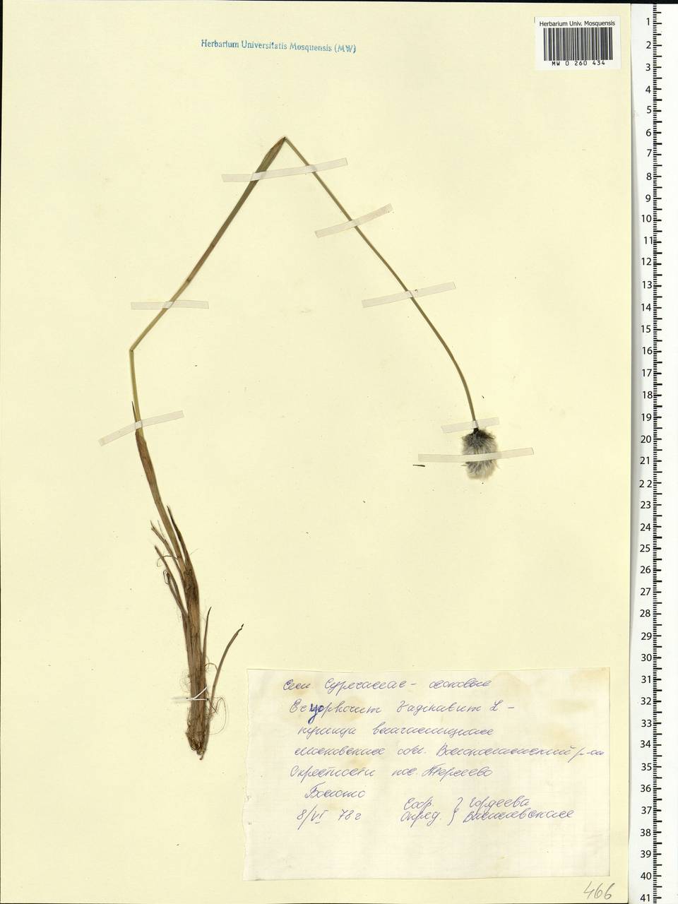 Eriophorum vaginatum L., Eastern Europe, Moscow region (E4a) (Russia)