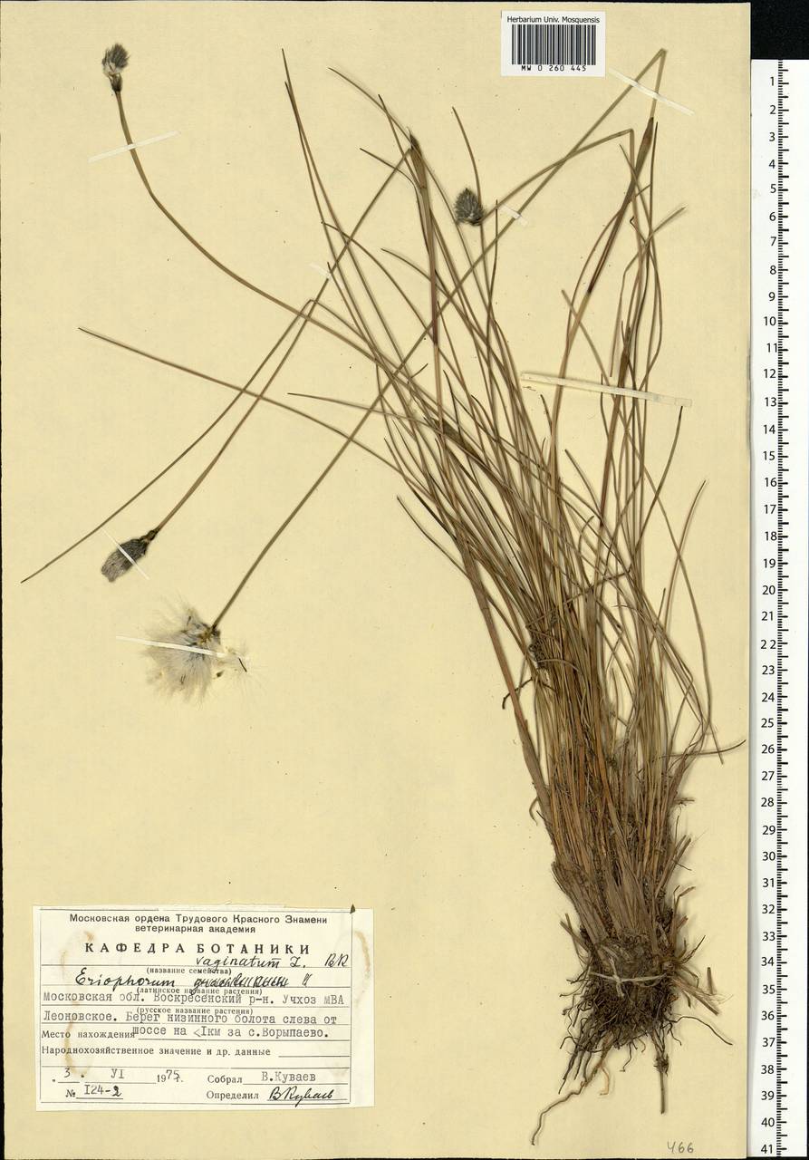 Eriophorum vaginatum L., Eastern Europe, Moscow region (E4a) (Russia)