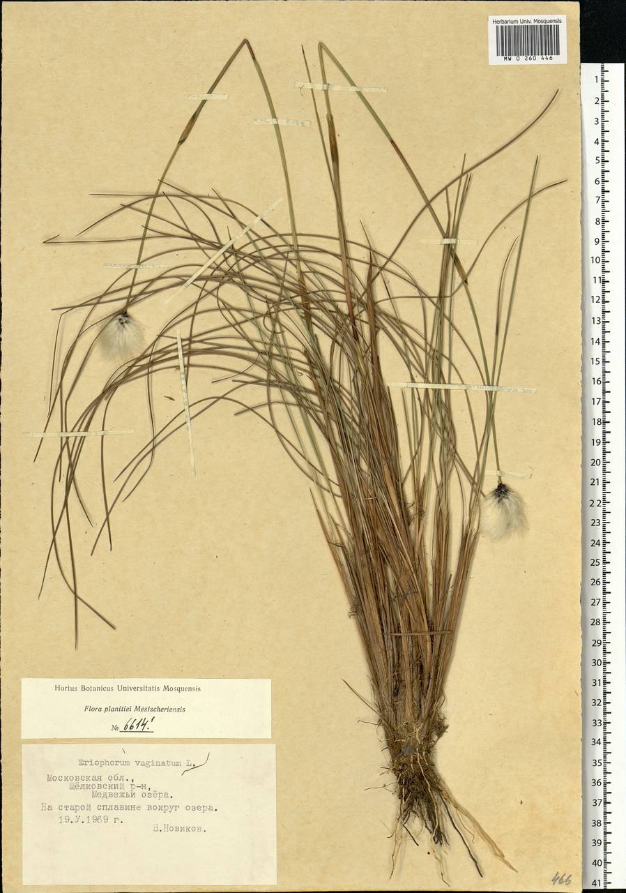 Eriophorum vaginatum L., Eastern Europe, Moscow region (E4a) (Russia)