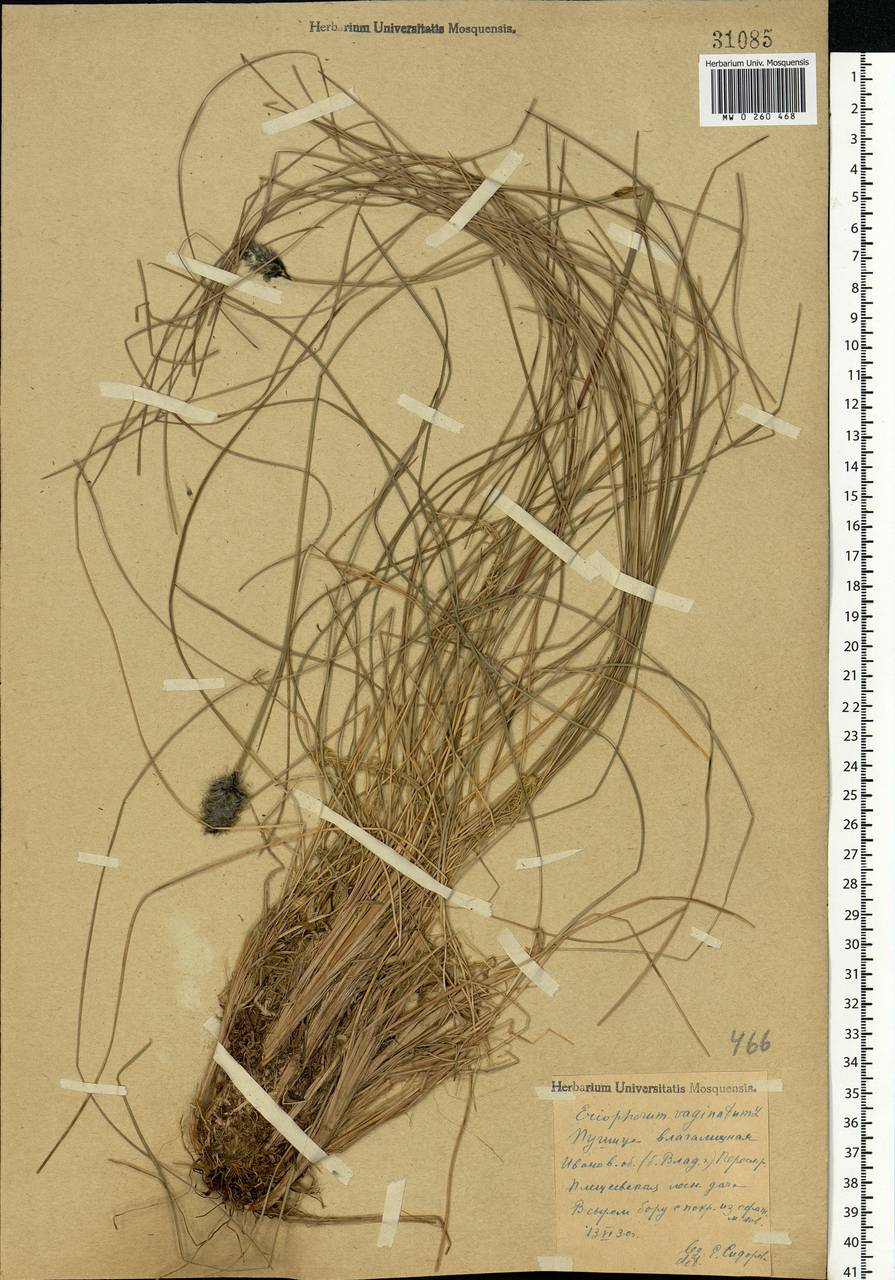 Eriophorum vaginatum L., Eastern Europe, Central forest region (E5) (Russia)