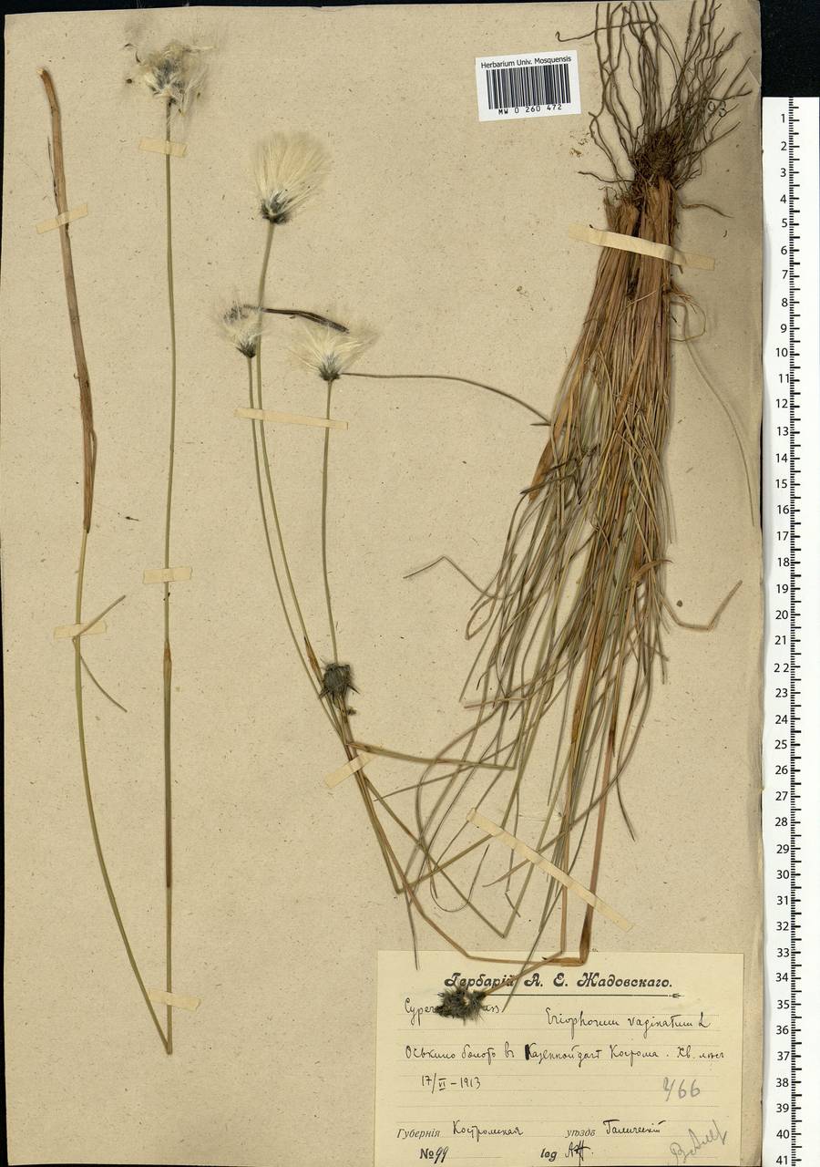 Eriophorum vaginatum L., Eastern Europe, Central forest region (E5) (Russia)