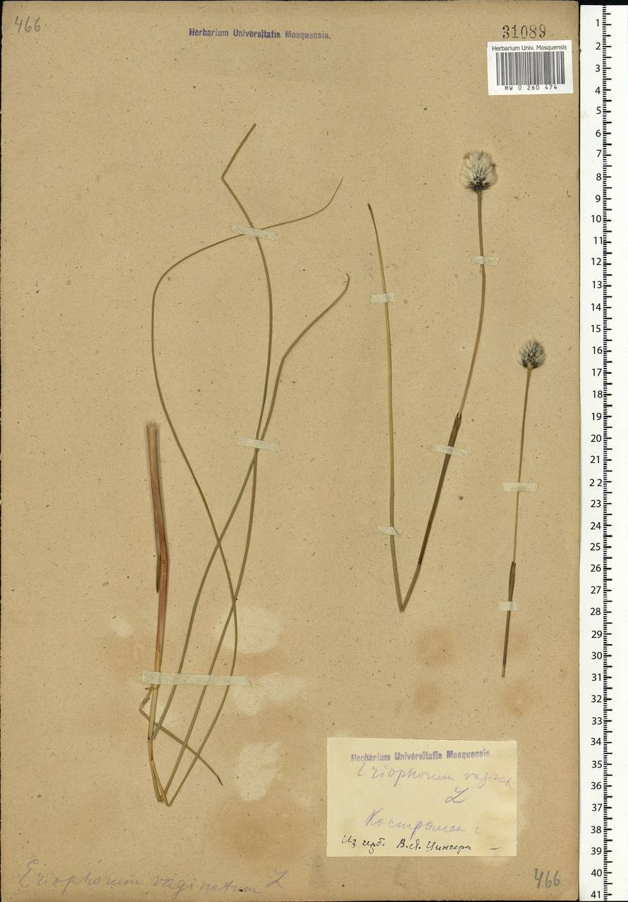 Eriophorum vaginatum L., Eastern Europe, Central forest region (E5) (Russia)