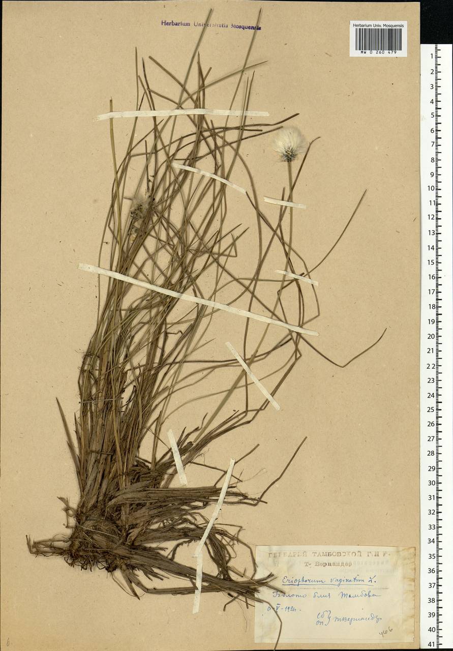 Eriophorum vaginatum L., Eastern Europe, Central forest-and-steppe region (E6) (Russia)