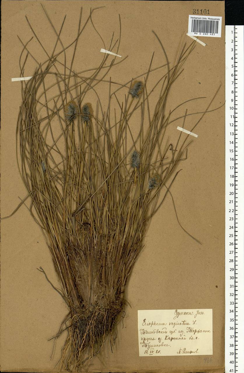 Eriophorum vaginatum L., Eastern Europe, Central forest-and-steppe region (E6) (Russia)