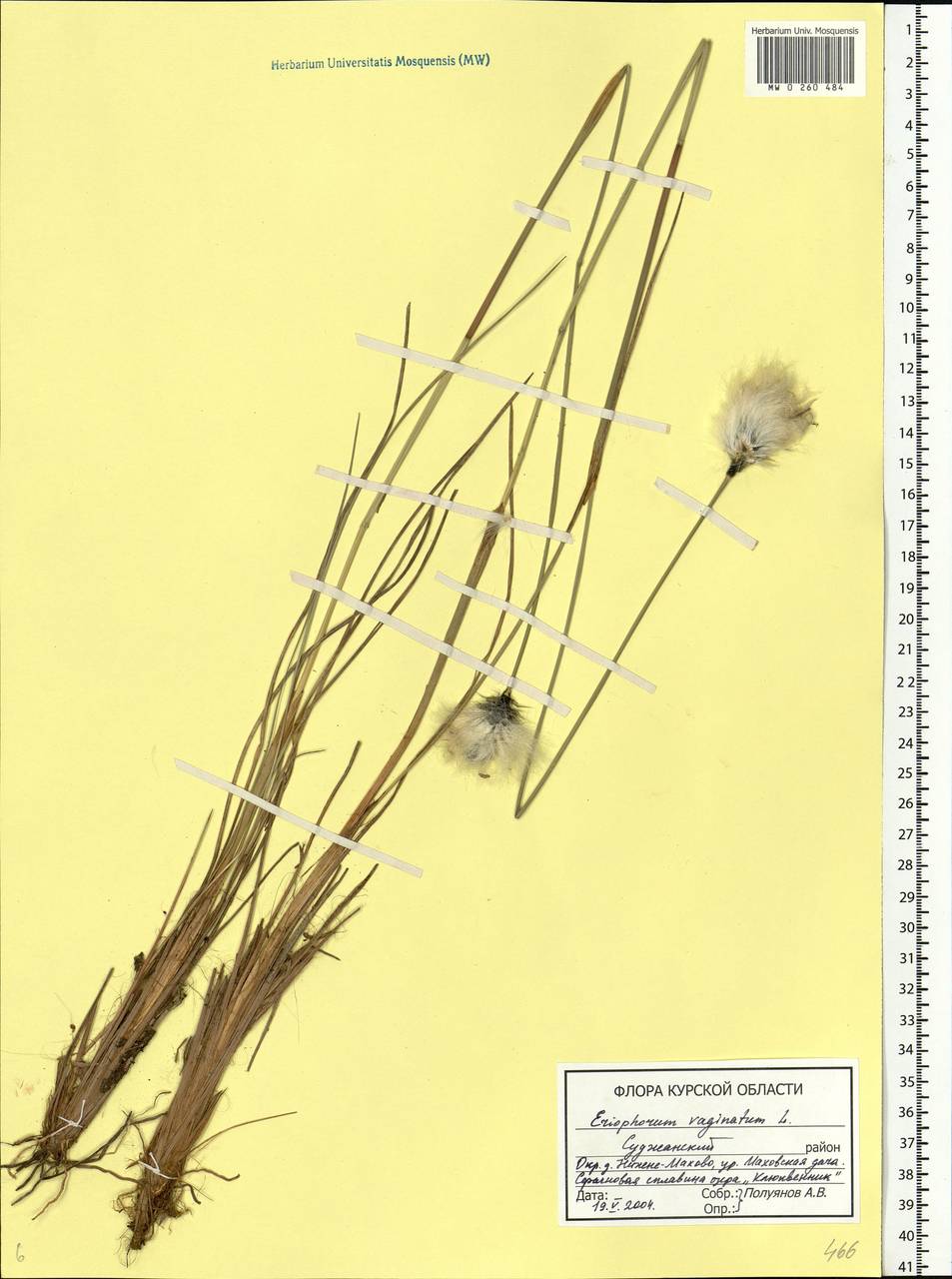 Eriophorum vaginatum L., Eastern Europe, Central forest-and-steppe region (E6) (Russia)