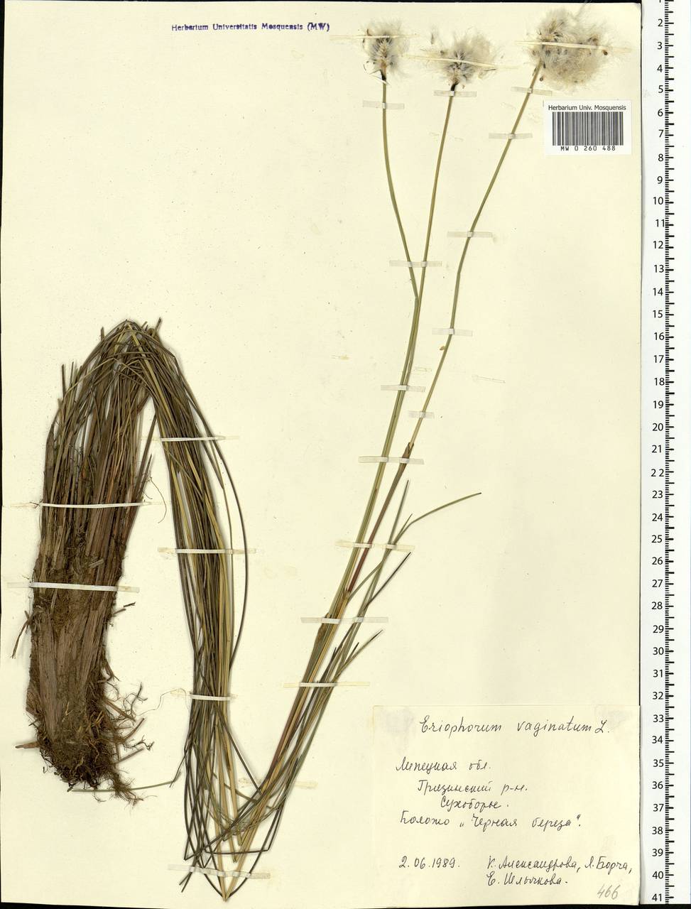 Eriophorum vaginatum L., Eastern Europe, Central forest-and-steppe region (E6) (Russia)